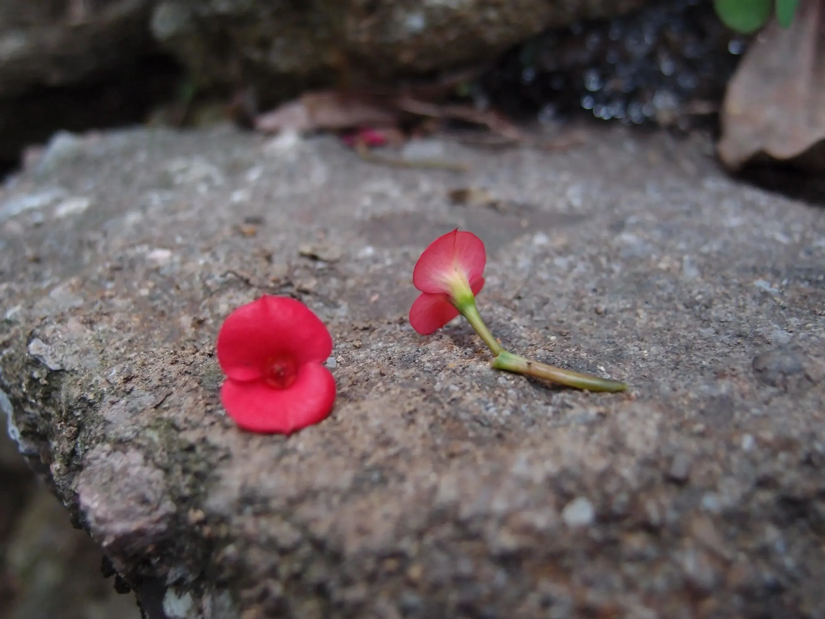 Poppy Brooch . Sterling silver small oval brooch handmade with real flowers