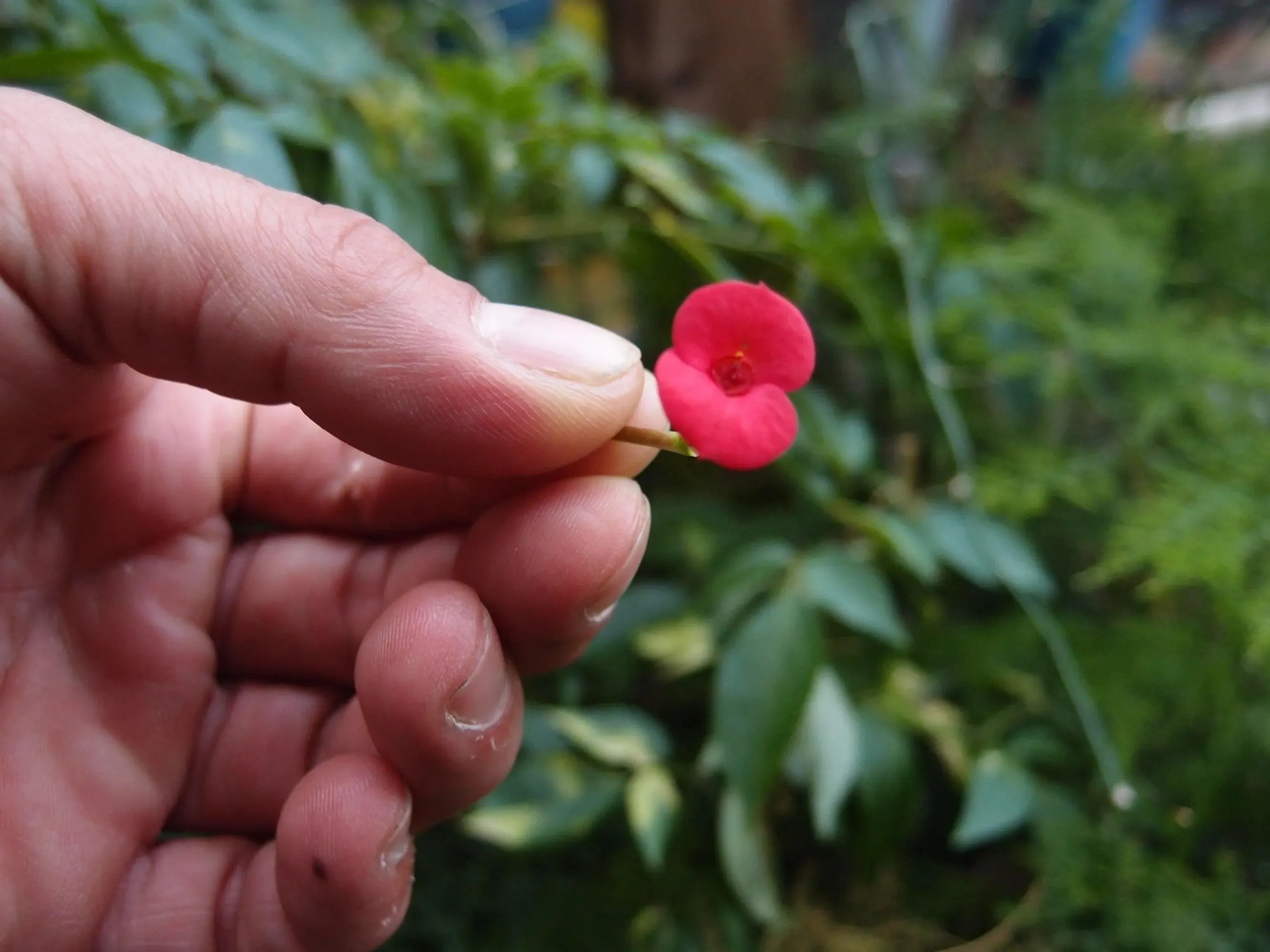 Poppy Brooch . Sterling silver small oval brooch handmade with real flowers